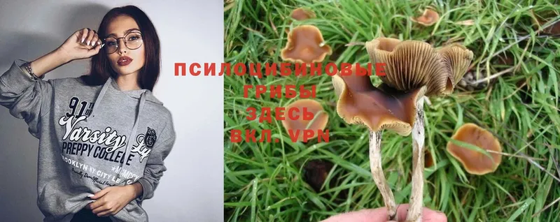 мориарти состав  Ахтубинск  Псилоцибиновые грибы MAGIC MUSHROOMS 