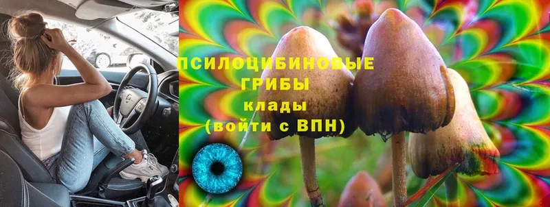 Галлюциногенные грибы GOLDEN TEACHER Ахтубинск